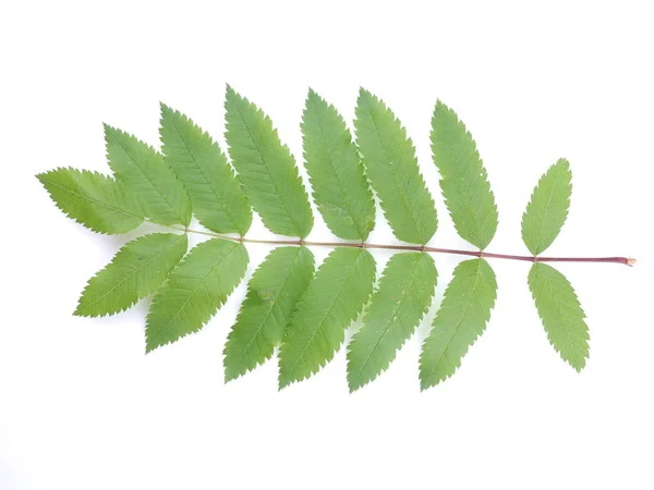 Feuilles Frêne Montagne Sur Fond Blanc — Photo