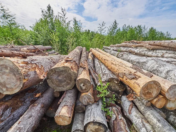 felled forest by the road