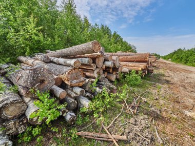 karayolu ile kesilen orman