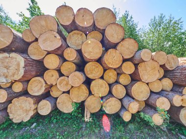 karayolu ile kesilen orman