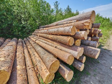 karayolu ile kesilen orman