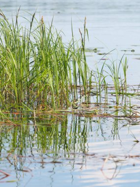 nehir çimen suyunun