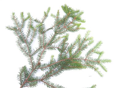 Beyaz arkaplanda ladin dalı