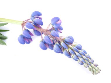 Beyaz arka plan üzerinde acı bakla çiçekler