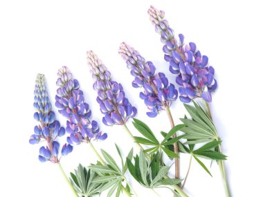 Beyaz arka plan üzerinde acı bakla çiçekler