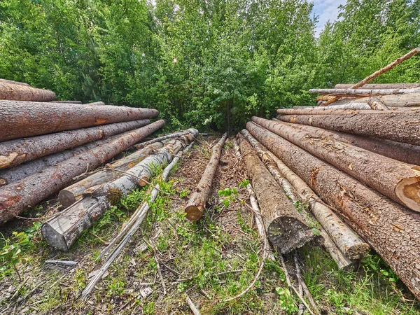 Avverkade Skogen Vid Vägen — Stockfoto