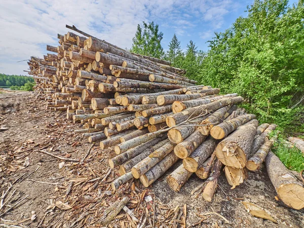 Felled Forest Road — стоковое фото