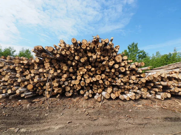 Felled Forest Road — стоковое фото