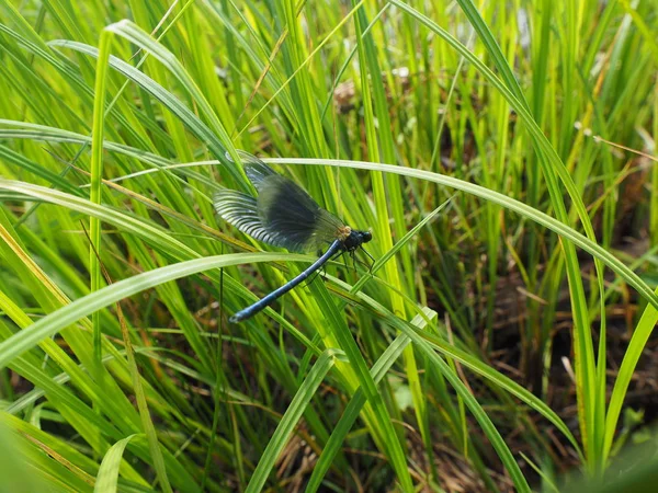 Dragonfly Grass Summer — Stock Photo, Image