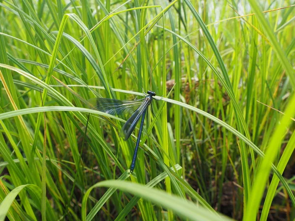 Dragonfly Grass Summer — Stock Photo, Image