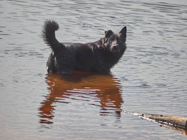 Cão Preto Está Nadando Rio — Fotografia de Stock