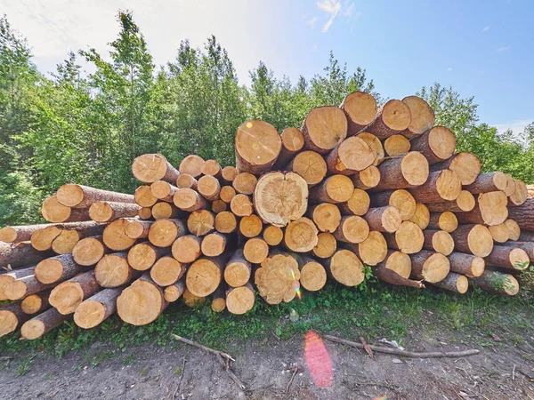 Gekapte Bos Langs Weg — Stockfoto