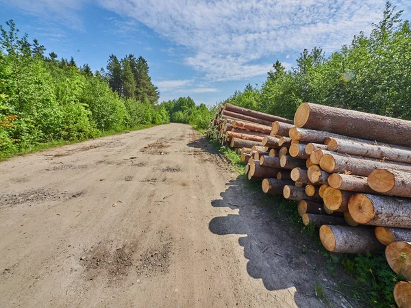 Felled Forest Road — стоковое фото