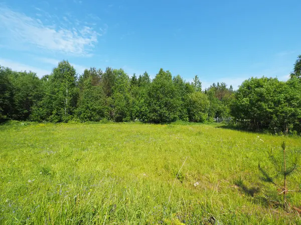 Skogen Sommar Ryssland Karelen — Stockfoto