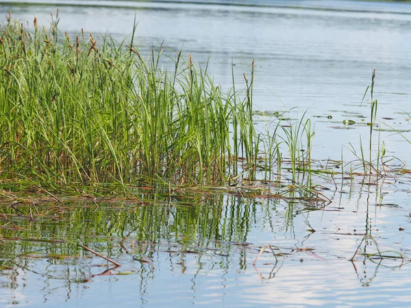 Water Grass River — Stock Photo, Image