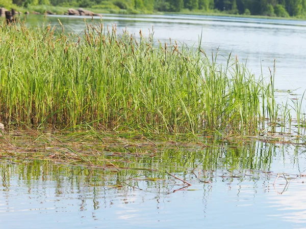 Water Grass River — Stock Photo, Image