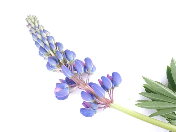 Lupine Flowers White Background — Stock Photo, Image