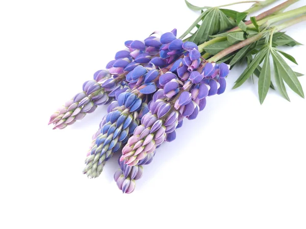 Lupine Blommor Vit Bakgrund — Stockfoto