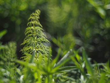 at kuyruğu ormandaki