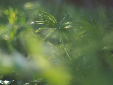 ormanda kurt yaprakları