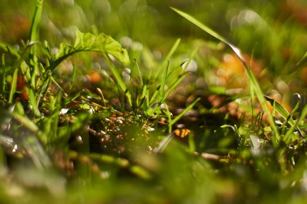 Grama Verde Floresta — Fotografia de Stock