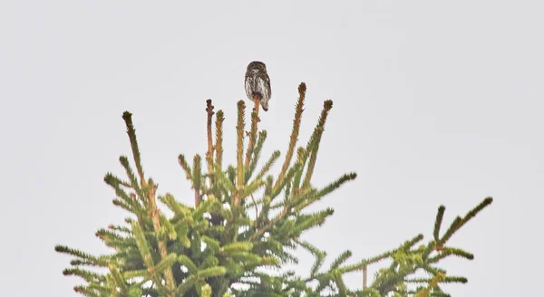 Lechuza Pigmeo Árbol — Foto de Stock