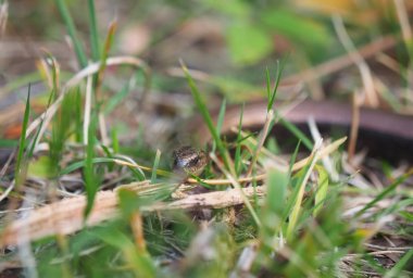 Slowworm (anguis fragilis) orman