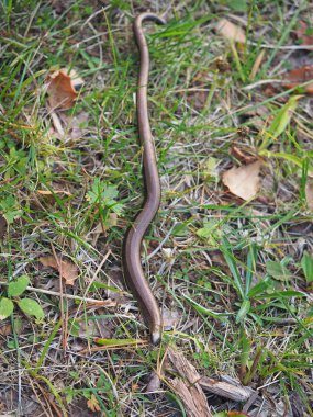 Slowworm (anguis fragilis) orman