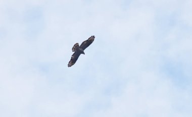 bir yırtıcı kuş karatavuk gökyüzünde uçar