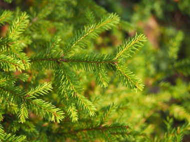 Ormandaki ladin dalları