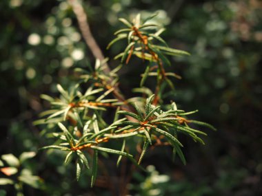 Bataklık vahşi biberiye