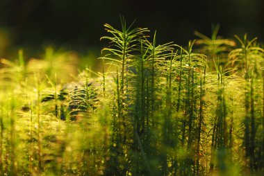 Polytrichum komün moss bataklık