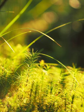 Polytrichum komün moss bataklık