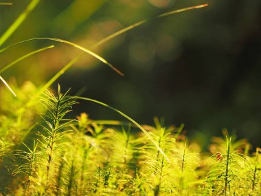 Polytrichum komün moss bataklık