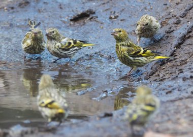 bir su birikintisi içinde iskete