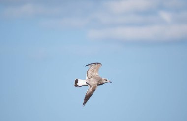 Mavi gökyüzüne karşı uçan martı