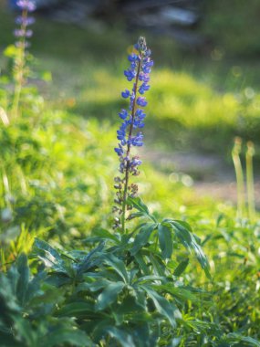 ormanda kurt yaprakları