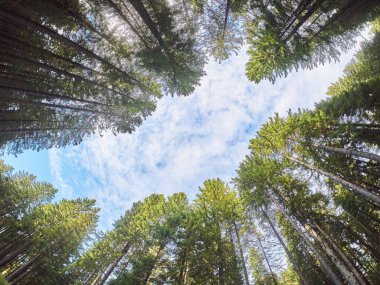 ağaçlar aşağıdan yukarıya. Sonbahar Orman