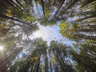 ağaçlar aşağıdan yukarıya. Sonbahar Orman
