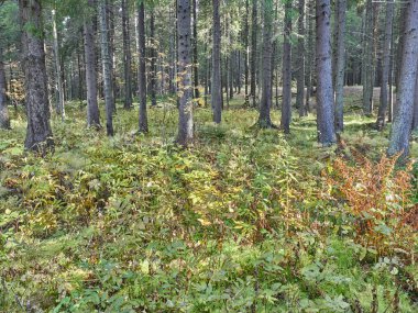 iğne yapraklı orman. Sonbahar