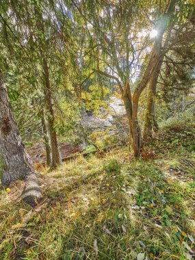 nehir kıyısında. Sonbahar