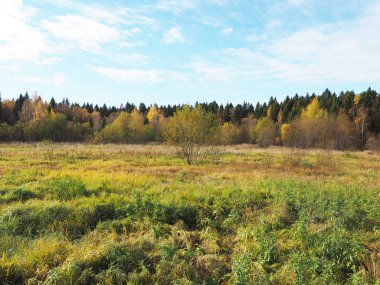 Glade sonbahar ormanda