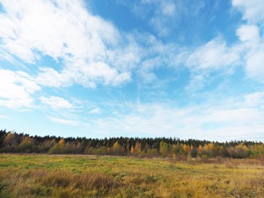 Glade sonbahar ormanda