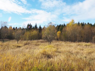 Glade sonbahar ormanda