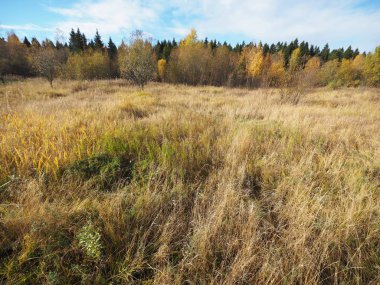 Glade sonbahar ormanda
