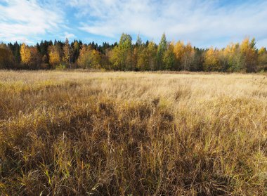 Glade sonbahar ormanda