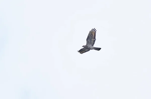 Roofvogel Blackbird Vliegt Lucht — Stockfoto