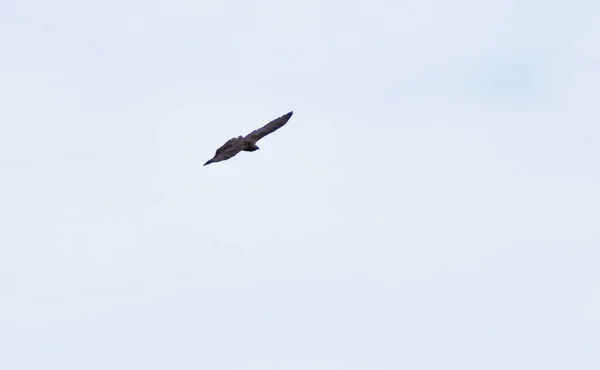 Ave Rapiña Mirlo Vuela Cielo — Foto de Stock