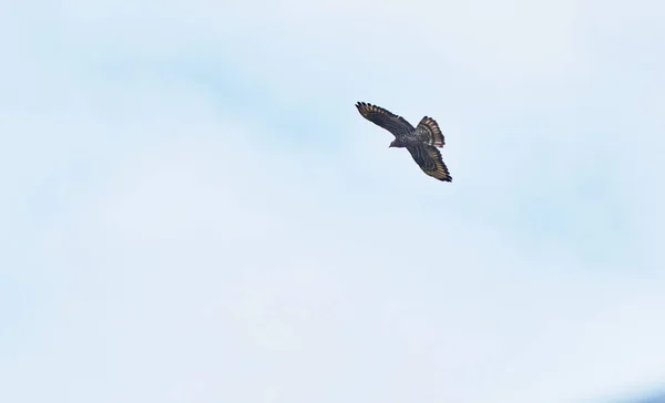 Pássaro Rapina Melro Voa Céu — Fotografia de Stock