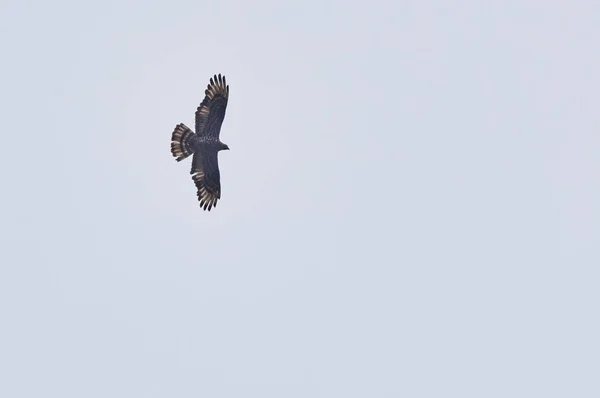 Bird Prey Blackbird Flies Sky — Stock Photo, Image